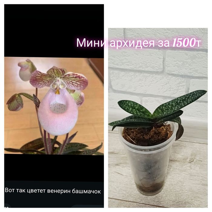 Комнатные разные цвета в наличии