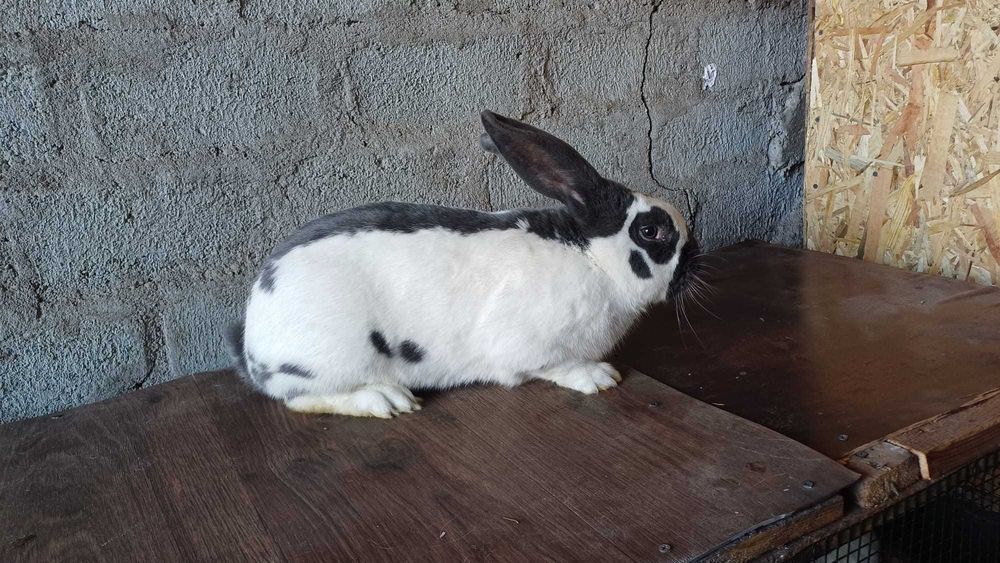 Iepuri fluture german