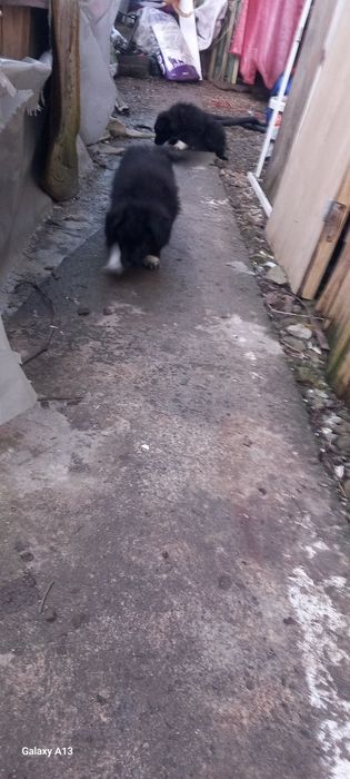 Donez pui de cățea, talie medie. Urgent