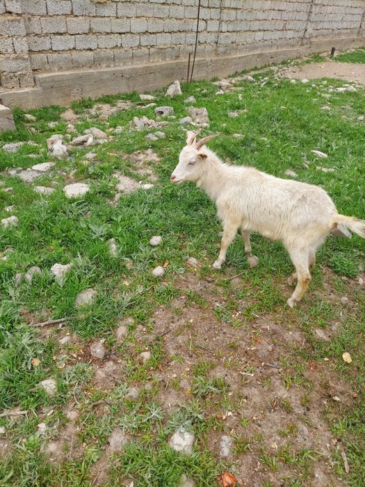 Эчки сотилади зотли 10 ойлик