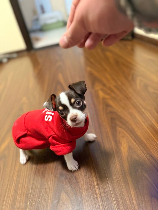 собака чихуахаха девочка