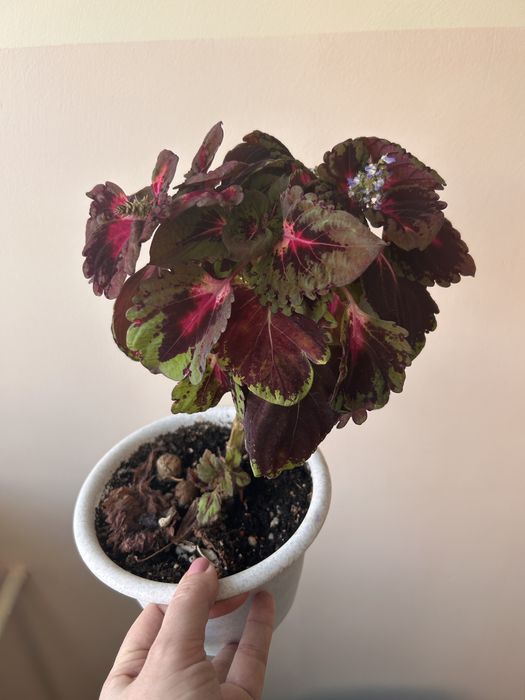 Фикус, эухарис, колеус