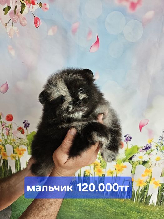 Самые обоятельные шпицуульки