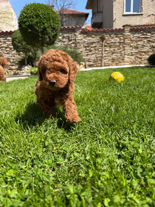 Пудел red poodle