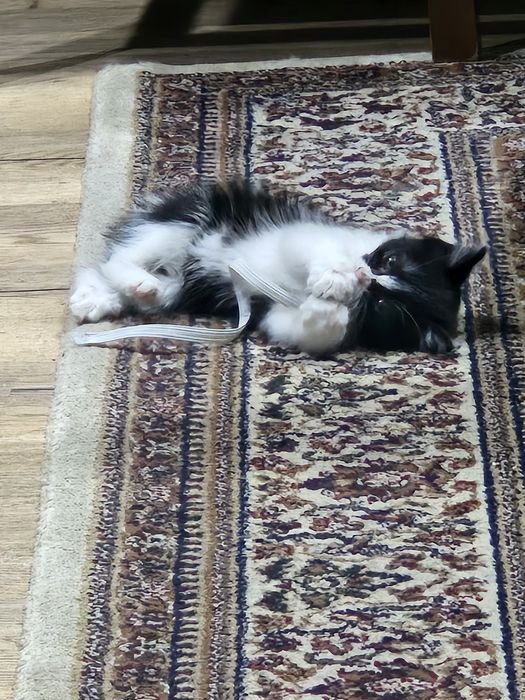 Котёнок чёрна белый