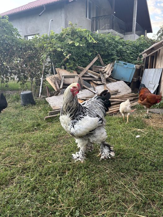 Cocos brahma original