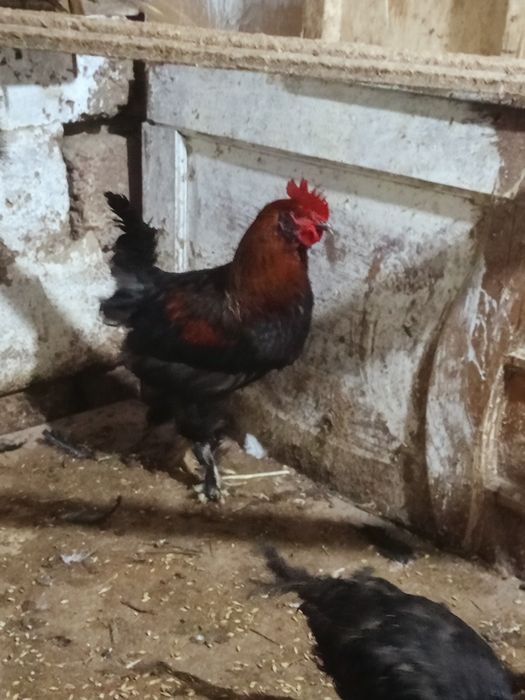 Продам молодых петушков