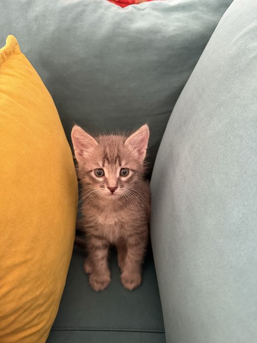 Котенок в добрые руки
