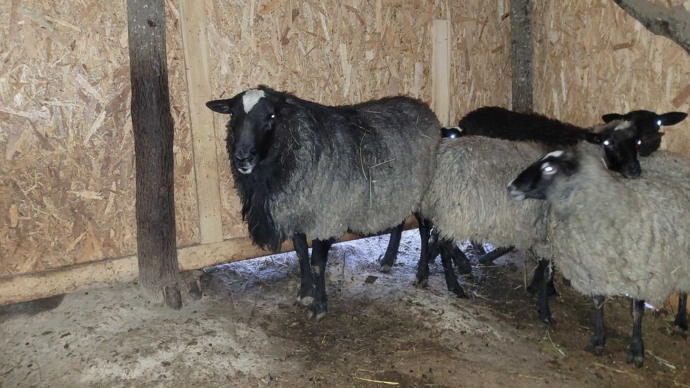 Vând berbec romanov cu varsta de 2 ani