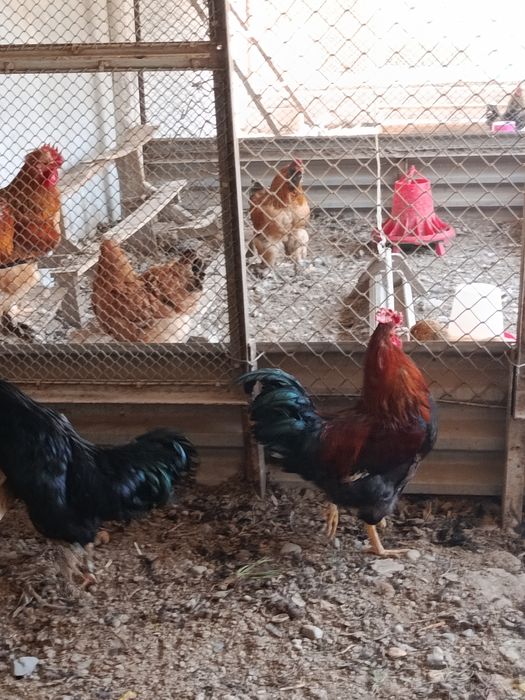 Хурозлар сотилади