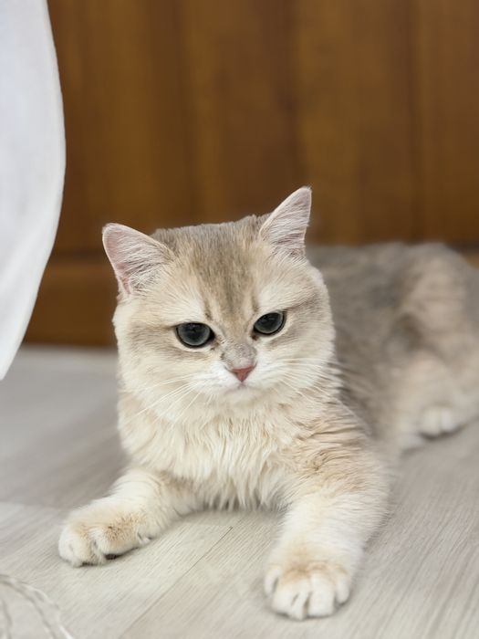 Британская шиншилла