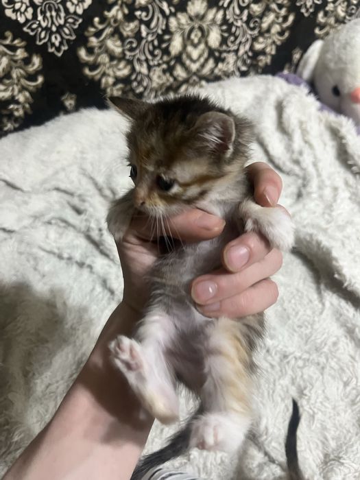Отдадим котят в добрые руки, девочки