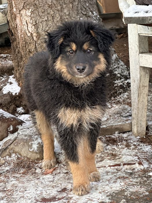 Девочка-щенок ждет свою семью