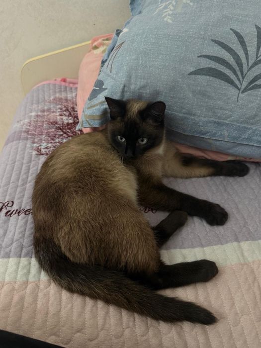 Продам Сиамскую кошку