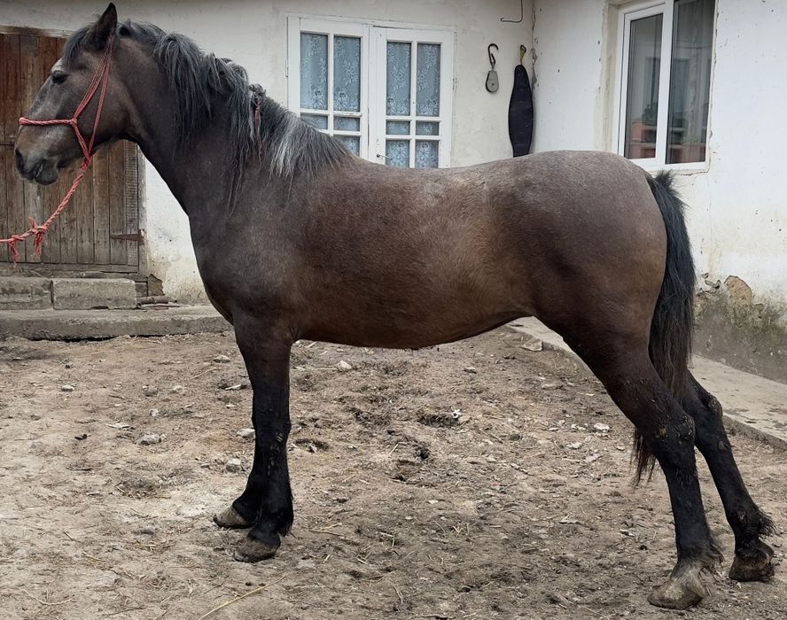 Mânză de vânzare