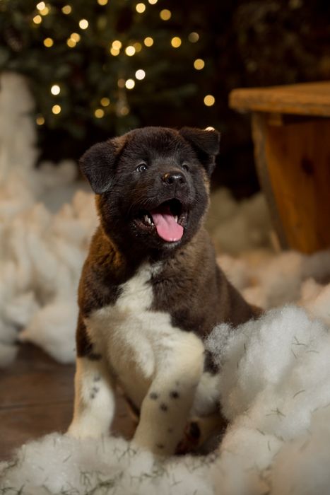 Американская Акита щенки