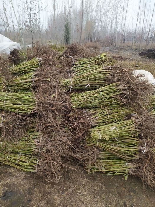 Розы  саженцы оптом