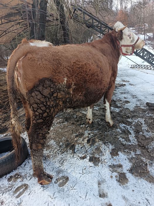 Vând vaca cu vițel