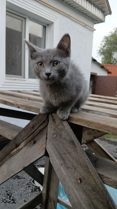 Ищем дом маленькому чуду!