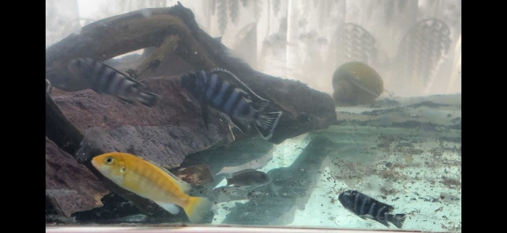 Demaon ishlab turgan par