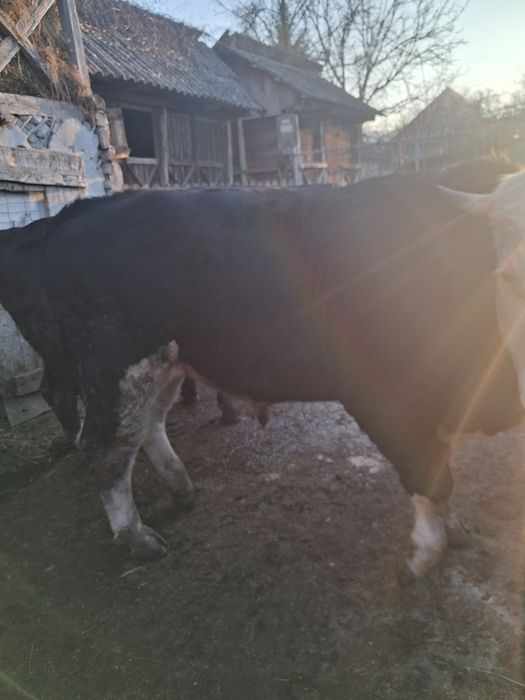 Vând Tqur vitel Angus