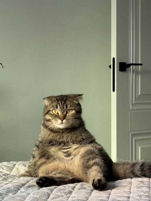кошка шотландская вислоухая