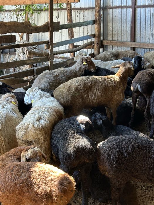 Курбан айтка койлар