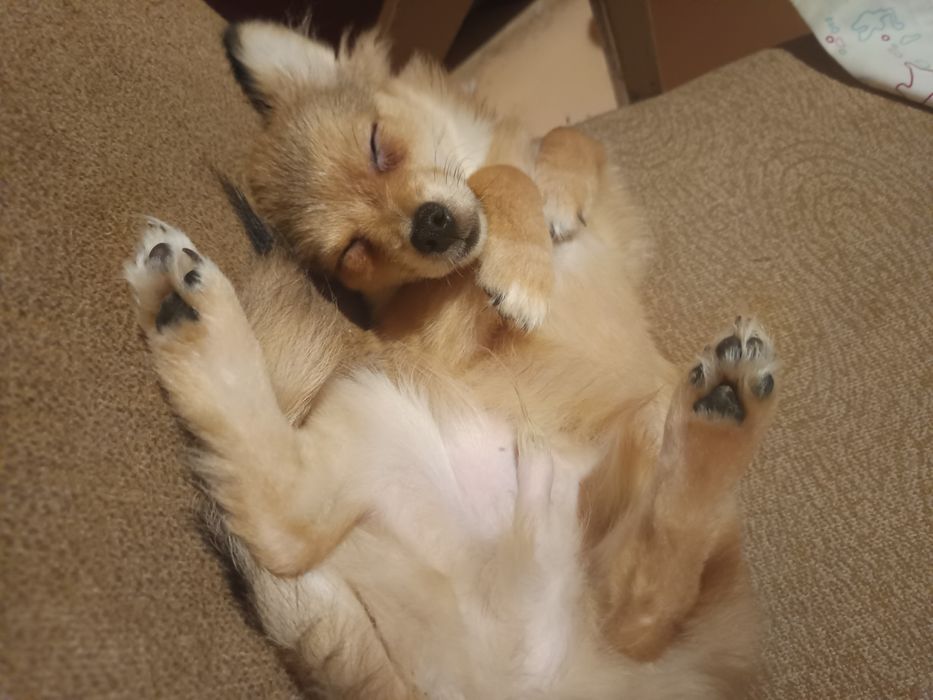 Мини шпиц мъжко и женско