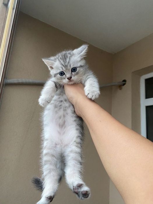 Британский короткошерстный котенок
