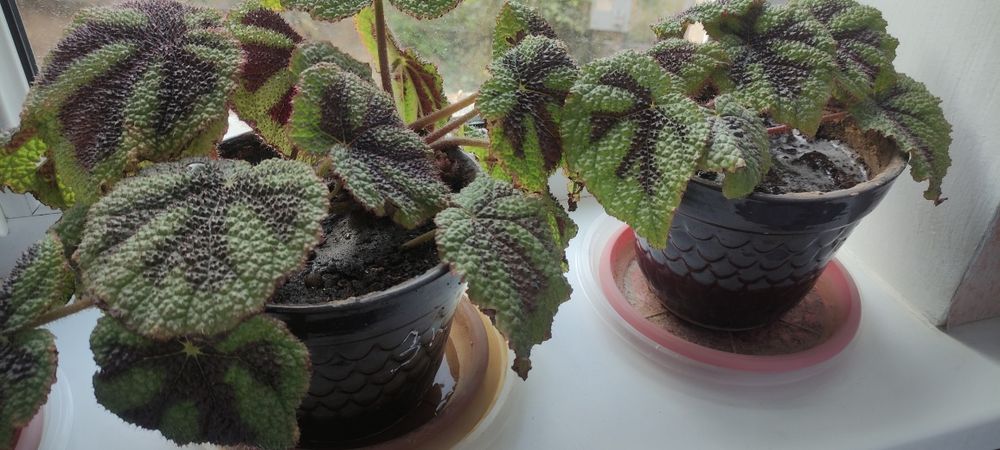 Продам комнатные цветы