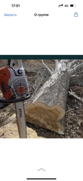 Спил,Распил,Сруб,Деревьев.