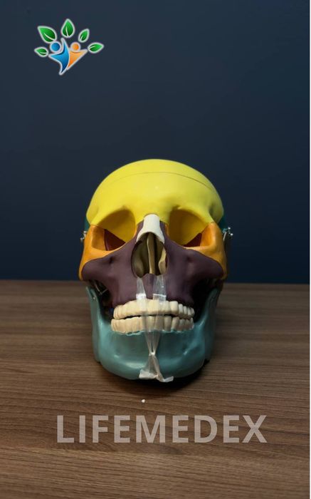 ЧЕРЕП  Анатомические