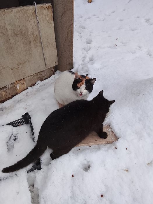 Пушистики ищут дом