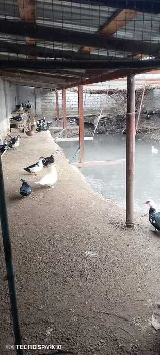 СРОЧНО Фоод сити якинида  25 сотихли ферма сотилади, Урта Чирчик, 0837