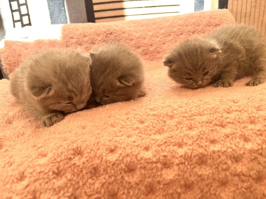 Открыта бронь на котят (британцев)