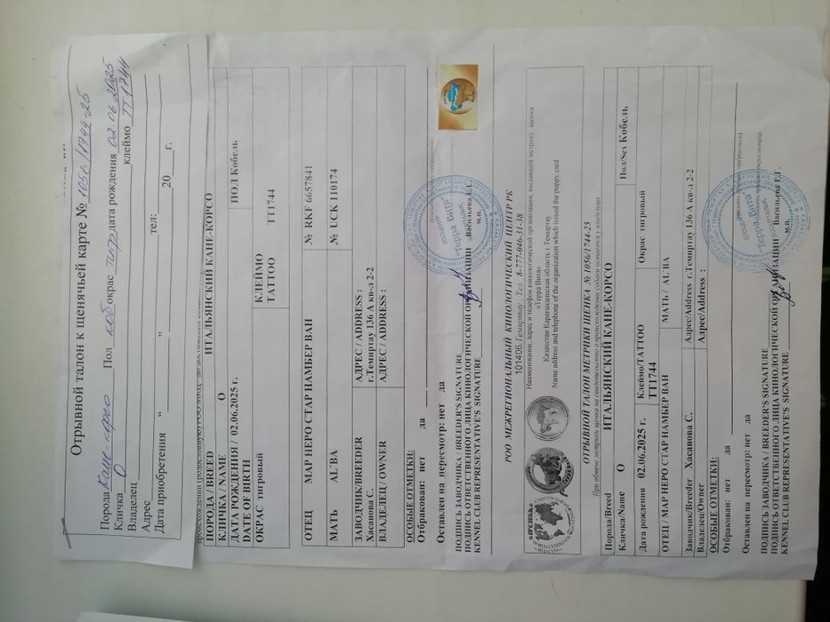 Щенок Кане корсо