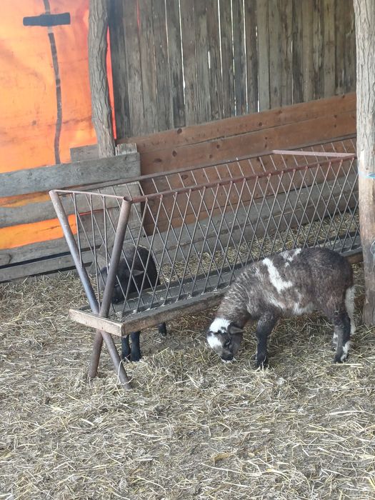 Miei metisi de suffolk