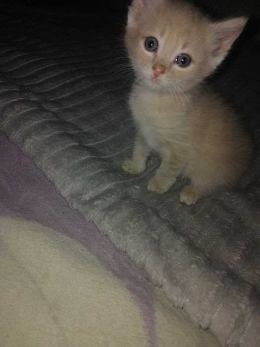 Отдам котят в добрые руки..