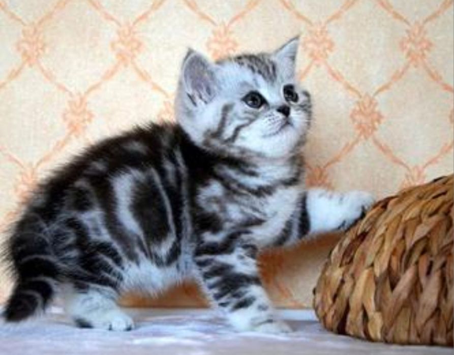 Шотландские котята