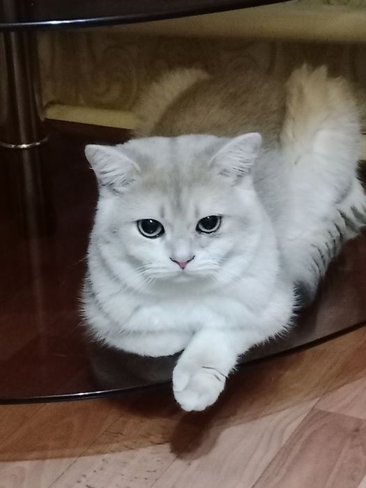 Вязка  Шотландский  Скотиш Страйд.