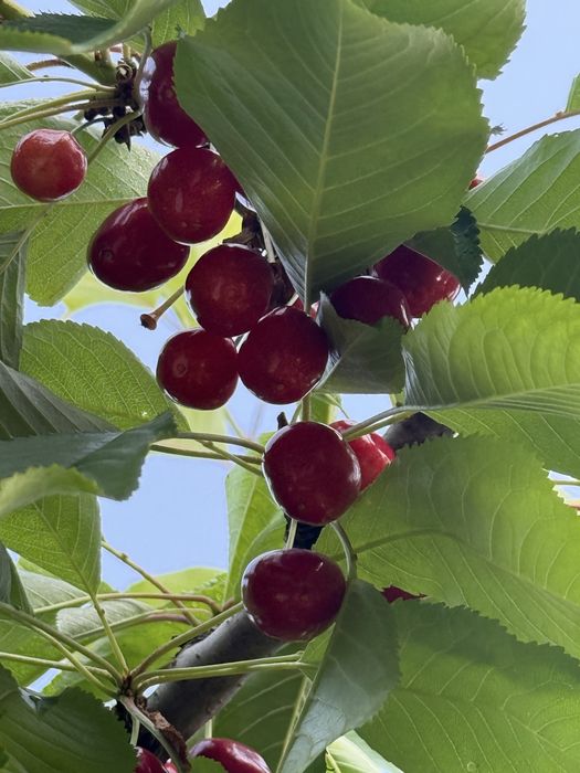Pomi fructiferi pe rod !