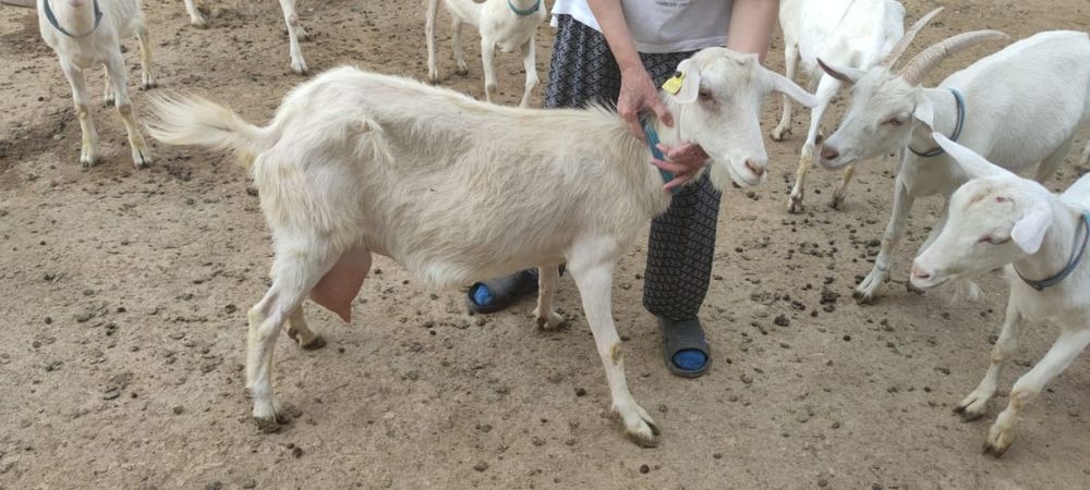 Продается зааненская козы