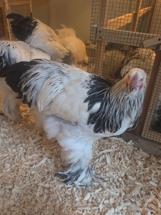 Cocosi Brahma Hd tineri