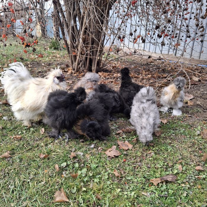 Шёлковые куры семья