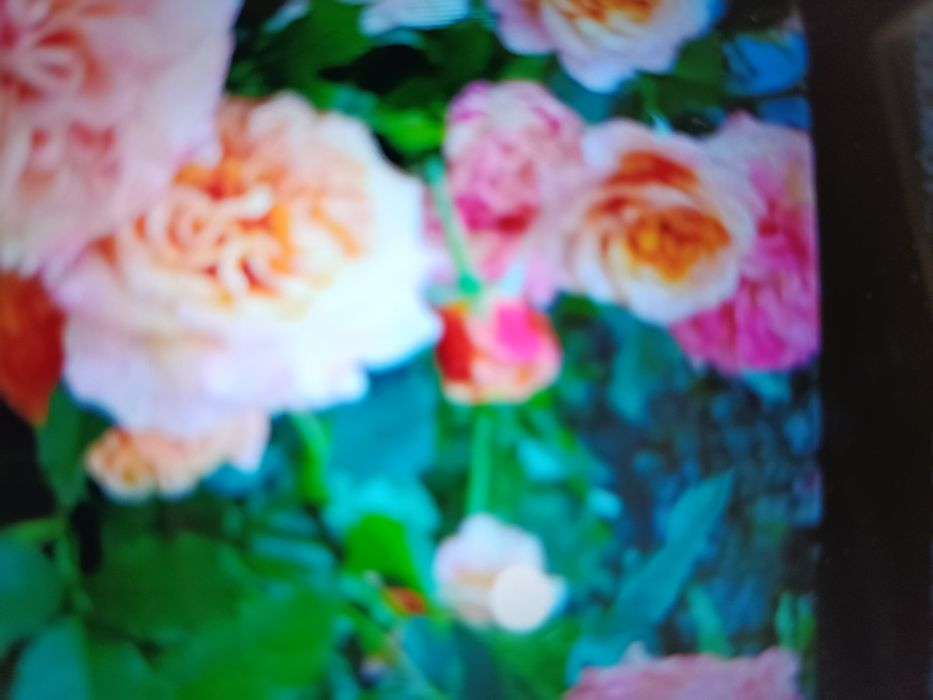 Розы саженцы кусты