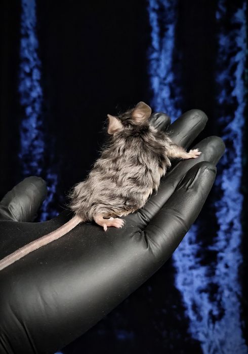 Декоративные мышки