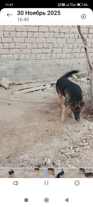 Сатлады срочнаааа