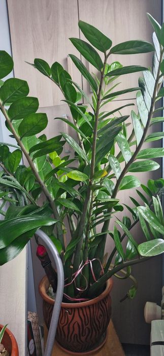 Продам цветок замиокулькас