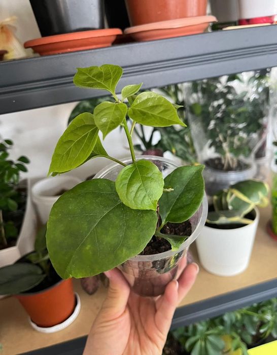 Комнатные растения