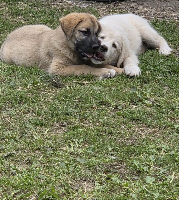 Cățea Golden Retriever x Ciobănesc Caucazian 3 luni